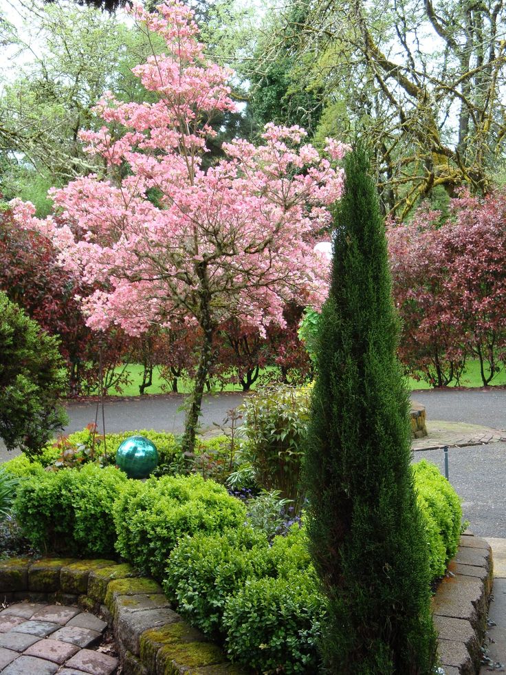 A Cherry tree in a back yard.