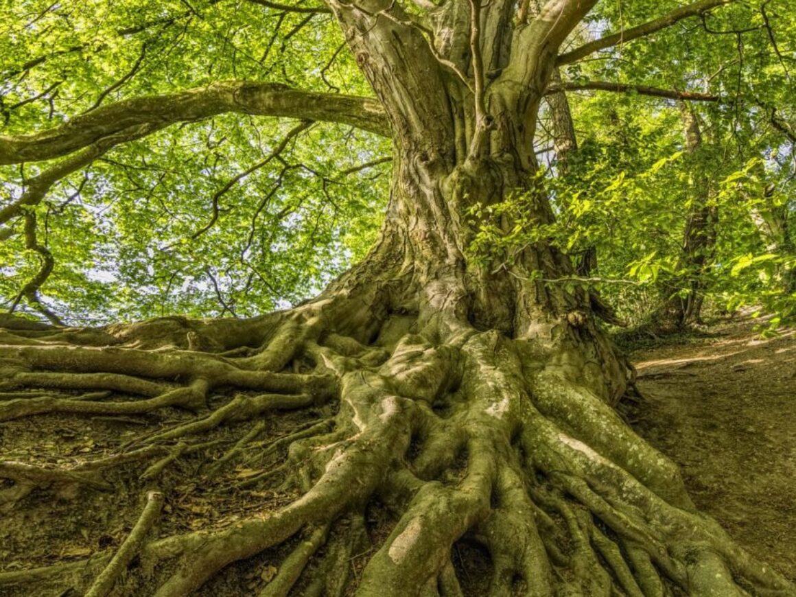 An intricate web of tree roots