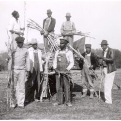 Men unloading sugar cane truck